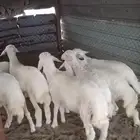 هرافى حري ( تم البيع )