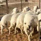 حريات اعماره 5 اشهر نظيفة وبريه