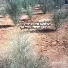 شتلات البان العربي ( اليسر )