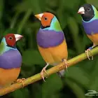 قولدن فنش