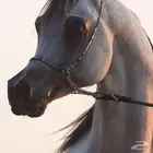 حصان عربي شيخ قطعه نادره