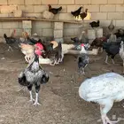 فراريج