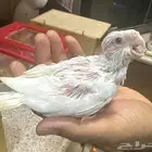 بسم الله الرحمن الرحيم متوفر فرخ كروان ألبينو صحته ممتازه وي