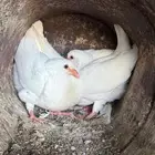 بسابيس لاحم جامبو