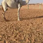 للبيع ناقه ضريبه