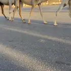 بكره شقحا