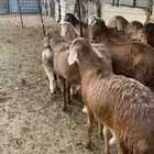 خرفان سواكن مربى مرابي 4 شهور