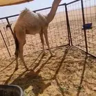 بكره كفو حواره شقحا