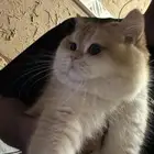 ذكر سكوتش مستوى عالي للتزاوج وليس للبيع