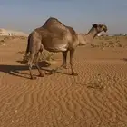 ضروبة شعلا بداوة طيبه