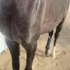 مهر شعبي سبوق سبوق و طيب وكفو السلامه شرططط الموقع بيشه