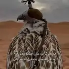 مطلوب طير حر بسعر معقول طول في عرض واحد وصايد وعندي له بديل