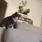 قط للتبني