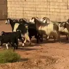 معزا عوارض