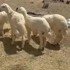 خرفان حريات