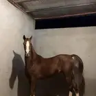 فرس واهو لقاح محجله 4 فاخرههه