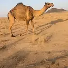 خلفه صفرا بكر تحتها بكره كفو