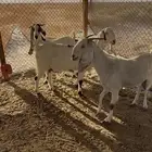 معزا دفيع مقربات وفيها توها دفيع
