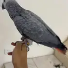 فرخ كاسكو انتاج المدينة المنورة