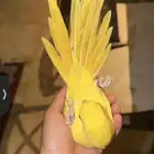 دره لاتينو اليف