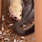 للبيع زوج سنجاب شوقر قلايدر