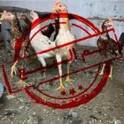 ديوك بلدي مستوى طيب ( تم البيع ) (تم البيع )