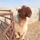 فحل غنم نعيم صنف جذع فاخر