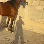حصان
