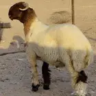 خروف فحل نعيمي صنف معرف