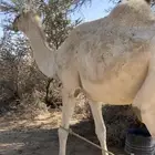 وضحاء لقحة على أشقح حكومي