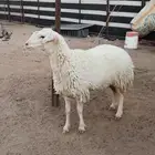 شاه رباع حايل