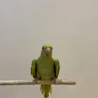 درة هندي العمر 3 شهور