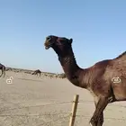 قعود كفومنتج