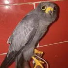 بكه جليميه