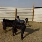 معزا عوارض