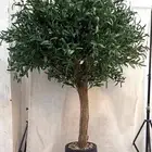 شجر زيتون صناعي وجذع طبيعي تصلح للممرات ومداخل الشقق والكفها