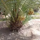 نخل الزلفي الغاط المجمعه سدير الارطاويه القصيم