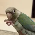 طير كنيور