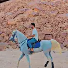 حصان واهو ورق الحصان طيب طيب مره والصامل مانقصر معه