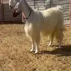 عنز مصريه جماء خصم