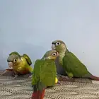 فروخ كنيور اليف ( تم البيع )