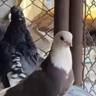 قطايف شي فاخر