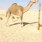 هجن لقيه شكل وسلاله