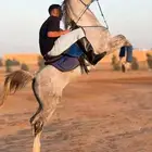 حصان مصري يوجد فيديو