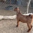 تيوس حرييه نظاف هرفي