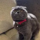 كيتن سكوتش فولد للبيع