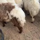 نعيم تم البيع  تم البيع