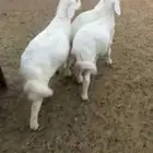 بهم حري