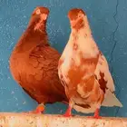 نوري مزهر .