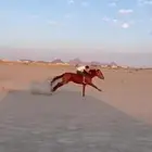 للبيع حصان سبوق